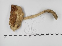 登錄號:F0003354藏品圖，第1張