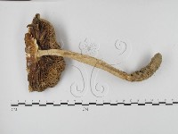 登錄號:F0003354藏品圖，第4張