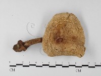 登錄號:F0003355藏品圖，第1張