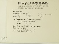 鵝膏屬藏品圖，第2張