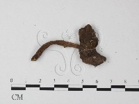 鵝膏屬藏品圖，第3張