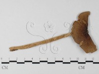 登錄號:F0003359藏品圖，第1張