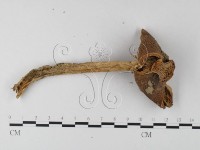 登錄號:F0003360藏品圖，第4張