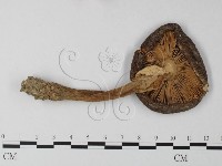 登錄號:F0003361藏品圖，第1張