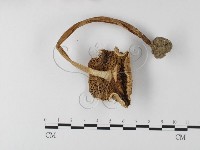 登錄號:F0003364藏品圖，第4張