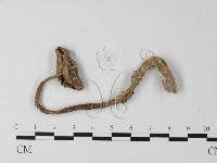 登錄號:F0003365藏品圖，第1張