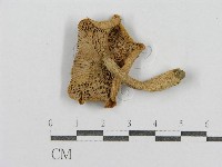 登錄號:F0003366藏品圖，第1張