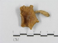 登錄號:F0003366藏品圖，第3張
