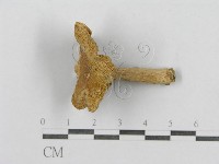 登錄號:F0003367藏品圖，第1張