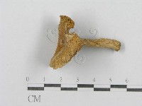 登錄號:F0003367藏品圖，第4張