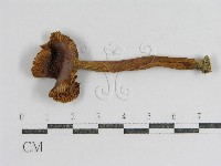 登錄號:F0003368藏品圖，第1張