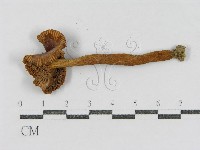登錄號:F0003368藏品圖，第3張
