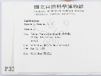 紅菇屬藏品圖，第2張