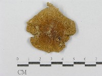 紅菇屬藏品圖，第1張