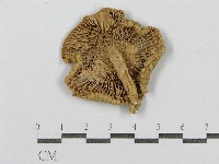 紅菇屬藏品圖，第3張