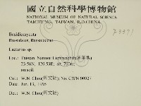 乳菇屬藏品圖，第2張