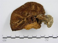 登錄號:F0003372藏品圖，第1張