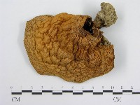 登錄號:F0003372藏品圖，第5張