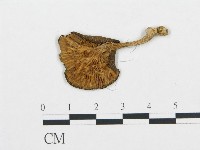 杯傘屬藏品圖，第3張