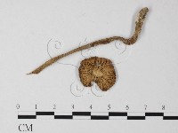 登錄號:F0003376藏品圖，第1張