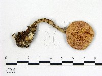 登錄號:F0003378藏品圖，第1張