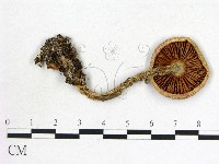 登錄號:F0003378藏品圖，第3張