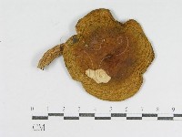 登錄號:F0003379藏品圖，第1張