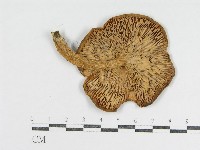 登錄號:F0003379藏品圖，第3張