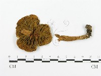 登錄號:F0003381藏品圖，第1張