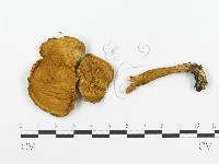 登錄號:F0003381藏品圖，第3張