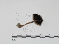 登錄號:F0003382藏品圖，第1張