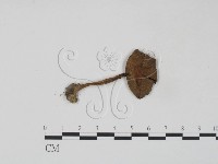 登錄號:F0003382藏品圖，第3張