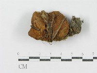 登錄號:F0003384藏品圖，第1張