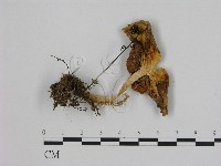 登錄號:F0003386藏品圖，第1張