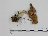 登錄號:F0003386藏品圖，第3張