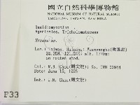 小菇屬藏品圖，第2張