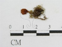 登錄號:F0003388藏品圖，第3張