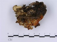 登錄號:F0003390藏品圖，第1張