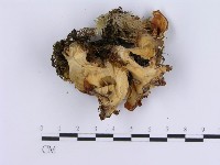 登錄號:F0003390藏品圖，第3張