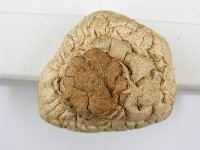 登錄號:F0003391藏品圖，第7張