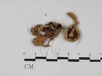 登錄號:F0003392藏品圖，第3張