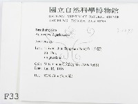 傘菌屬藏品圖，第2張