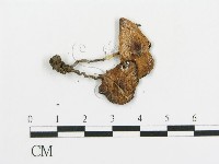 傘菌屬藏品圖，第3張