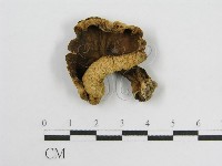 登錄號:F0003396藏品圖，第1張