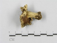 登錄號:F0003398藏品圖，第1張