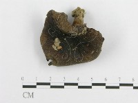 登錄號:F0003400藏品圖，第1張