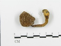 登錄號:F0003401藏品圖，第1張