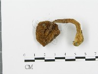 登錄號:F0003401藏品圖，第3張