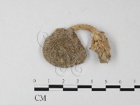 登錄號:F0003402藏品圖，第1張