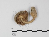 登錄號:F0003402藏品圖，第3張